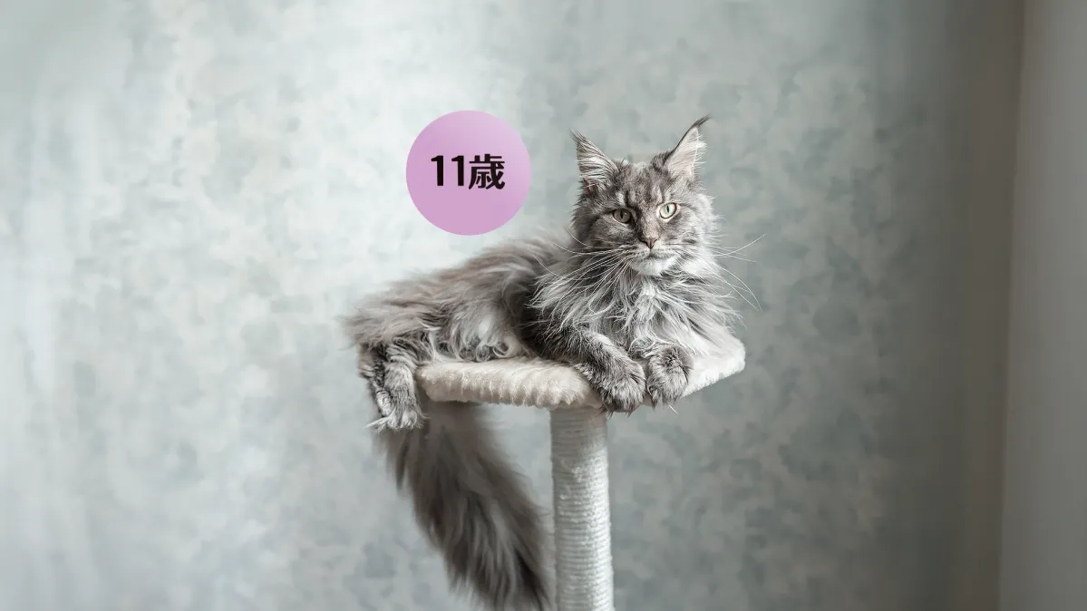 ピュリナ ワンのキャットフード - シニア猫の食事・健康寿命ケア